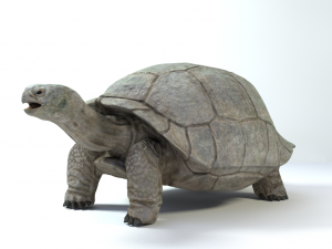 galapagos tortoise Modelo 3D