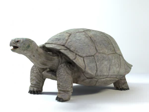 galapagos tortoise 3D Model