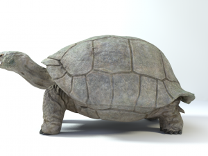 galapagos tortoise Modelo 3D