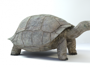 galapagos tortoise Modelo 3D
