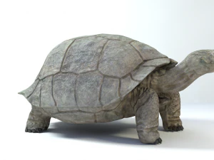 galapagos tortoise 3D Model