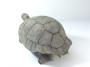 galapagos tortoise Modelo 3D