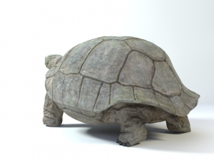 galapagos tortoise Modelo 3D
