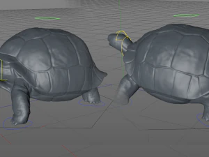 galapagos tortoise 3D Model