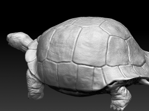 galapagos tortoise Modelo 3D
