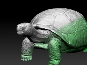 galapagos tortoise 3D Model