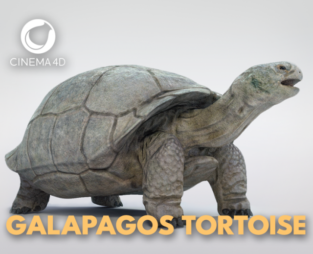 galapagos tortoise Modelo 3D .c4d .max .obj .3ds .fbx .stl .blend 