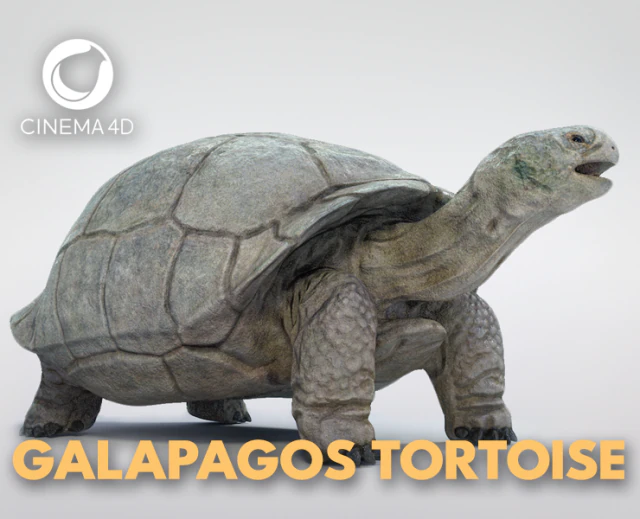 galapagos tortoise 3D Model .c4d .max .obj .3ds .fbx .stl .blend