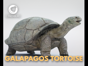 galapagos tortoise 3D Model