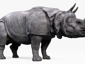 indian rhinoceros Modèle 3D
