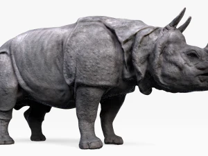 indian rhinoceros 3D Model