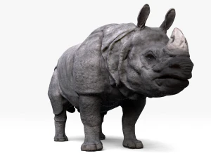 indian rhinoceros 3D Model