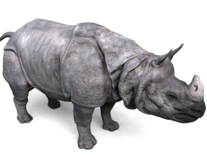 indian rhinoceros Modèle 3D
