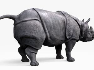 indian rhinoceros Modèle 3D