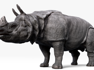 indian rhinoceros Modèle 3D
