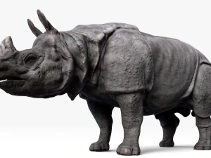 indian rhinoceros 3D Model