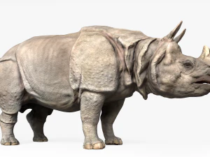 indian rhinoceros 3D Model