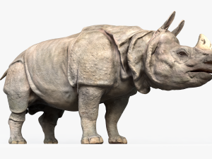indian rhinoceros Modèle 3D