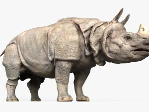 indian rhinoceros 3D Model