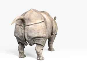 indian rhinoceros 3D Model