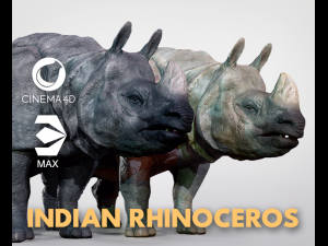 indian rhinoceros 3D Model