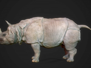 indian rhinoceros Modèle 3D