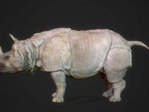 indian rhinoceros 3D Model