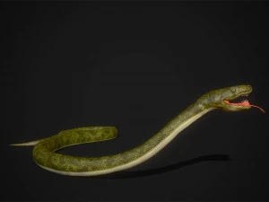 snakes boa - game ready 3D Model