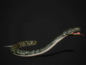 snakes boa - game ready 3D Model