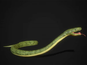 snakes boa - game ready 3D Model
