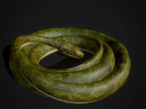 snakes boa - game ready 3D Model