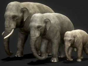 asian elephants - game ready Model 3D