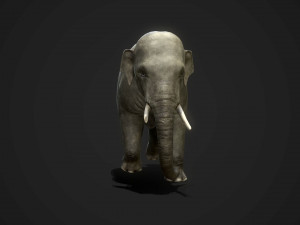 asian elephants - game ready Model 3D