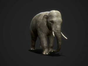 asian elephants - game ready Model 3D