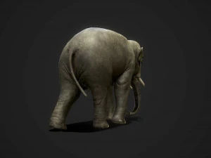 asian elephants - game ready 3D Model