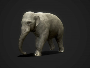 asian elephants - game ready Model 3D