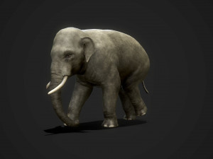 asian elephants - game ready Model 3D