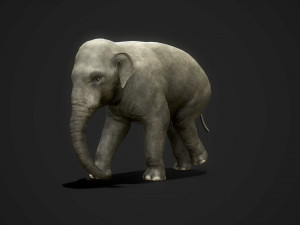 asian elephants - game ready Model 3D
