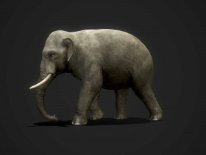 asian elephants - game ready Model 3D