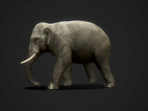 asian elephants - game ready Model 3D