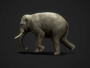 asian elephants - game ready Model 3D