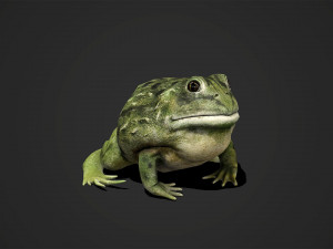 pixie frog - game ready Modelo 3D