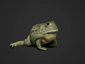 pixie frog - game ready Modelo 3D