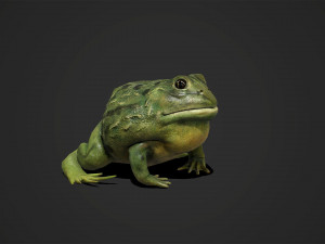 pixie frog - game ready Modelo 3D