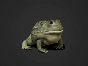 pixie frog - game ready Modelo 3D