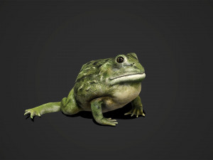 pixie frog - game ready Modelo 3D