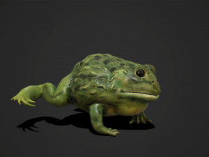 pixie frog - game ready Modelo 3D