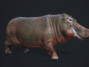 hippopotamus - game ready 3D Модель