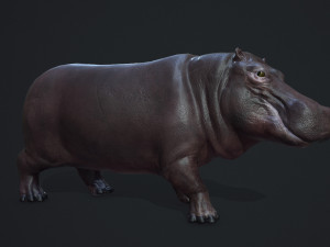 hippopotamus - game ready 3D Модель