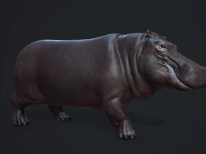 hippopotamus - game ready 3D Model